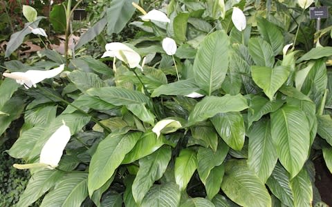 Peace lillies are particularly good for increasing moisture in the air - Credit: RHS