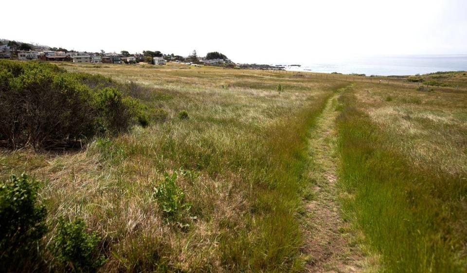 Fiscalini Ranch Preserve will soon have a closed-loop, ADA compliant boardwalk, a 1.6-mile trail along bluff-top and coastal prairie. Pictured is the rough trail, now closed, from the Marine Terrace Trail to the Bluff Boardwalk Trail.