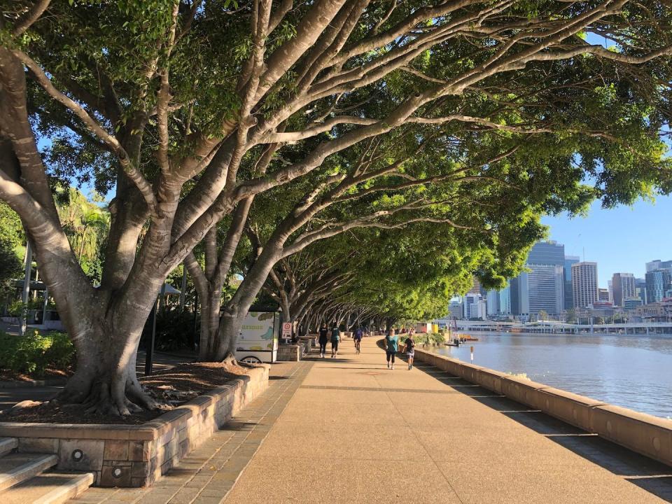 Las higueras de bahía Moreton, en Brisbane, Australia, se encuentran en riesgo por el cambio climático. Jaana Dielenberg