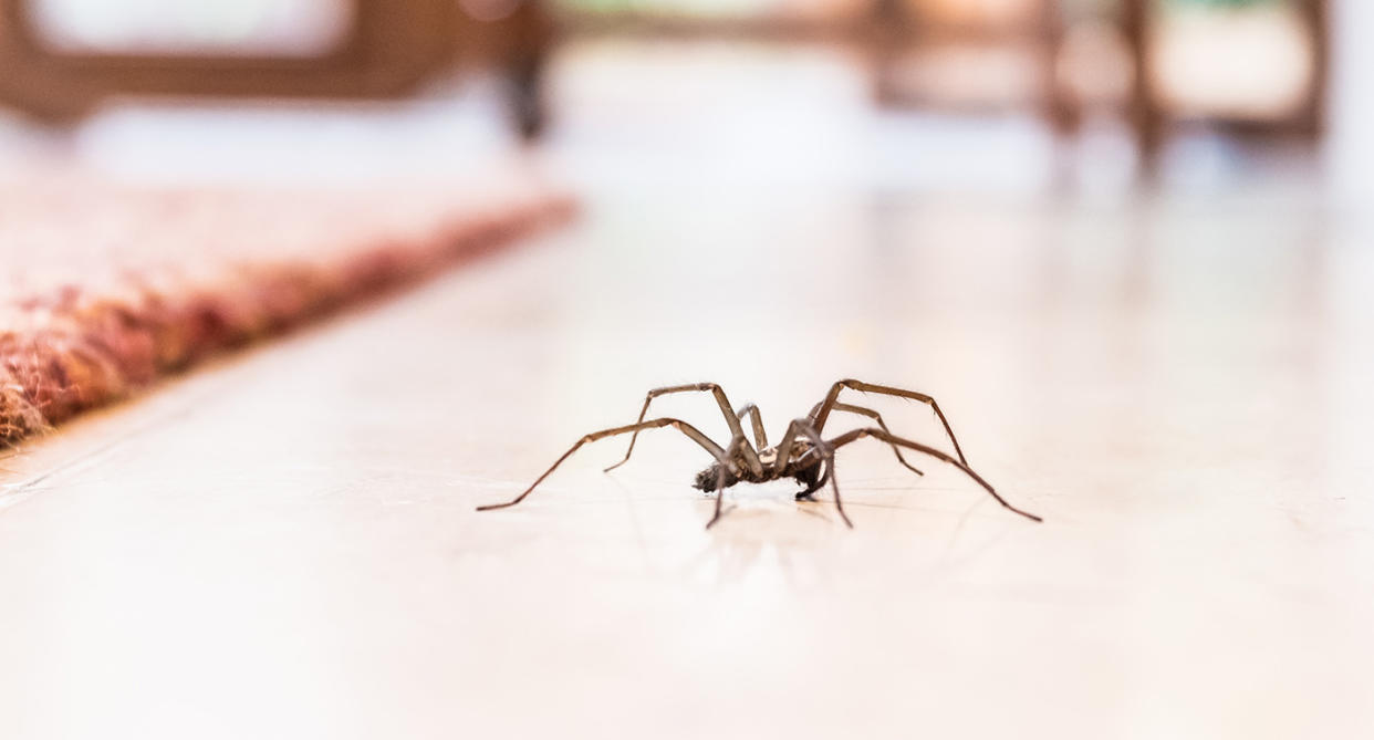 Spider season. (Getty Images)