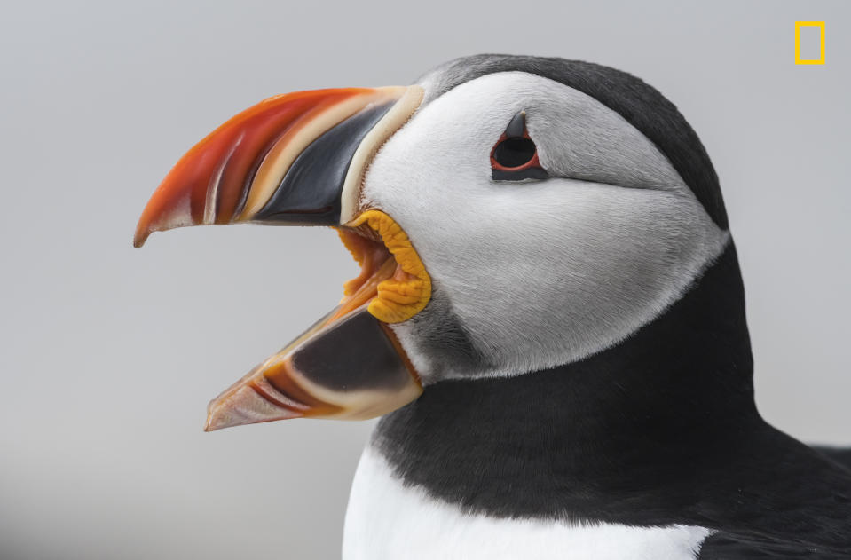 Atlantic Puffin