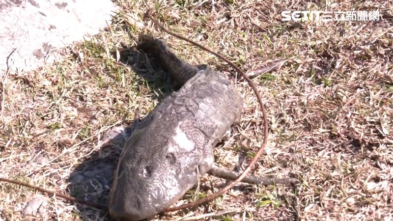 近日外來魚種被成群凍死，寒流意外解決了這些破壞在地原有生態的外來魚種。（圖／記者王浩原攝影）