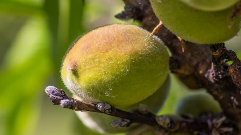 Close-up of an unripe peach on a tree
