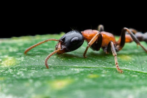 <span class="caption">Tetraponera leafcutter ant.</span> <span class="attribution"><a class="link " href="https://www.shutterstock.com/image-photo/close-tetraponera-rufonigra-arboreal-bicolored-ant-1111251950" rel="nofollow noopener" target="_blank" data-ylk="slk:Phattipol/Shutterstock;elm:context_link;itc:0;sec:content-canvas">Phattipol/Shutterstock</a></span>