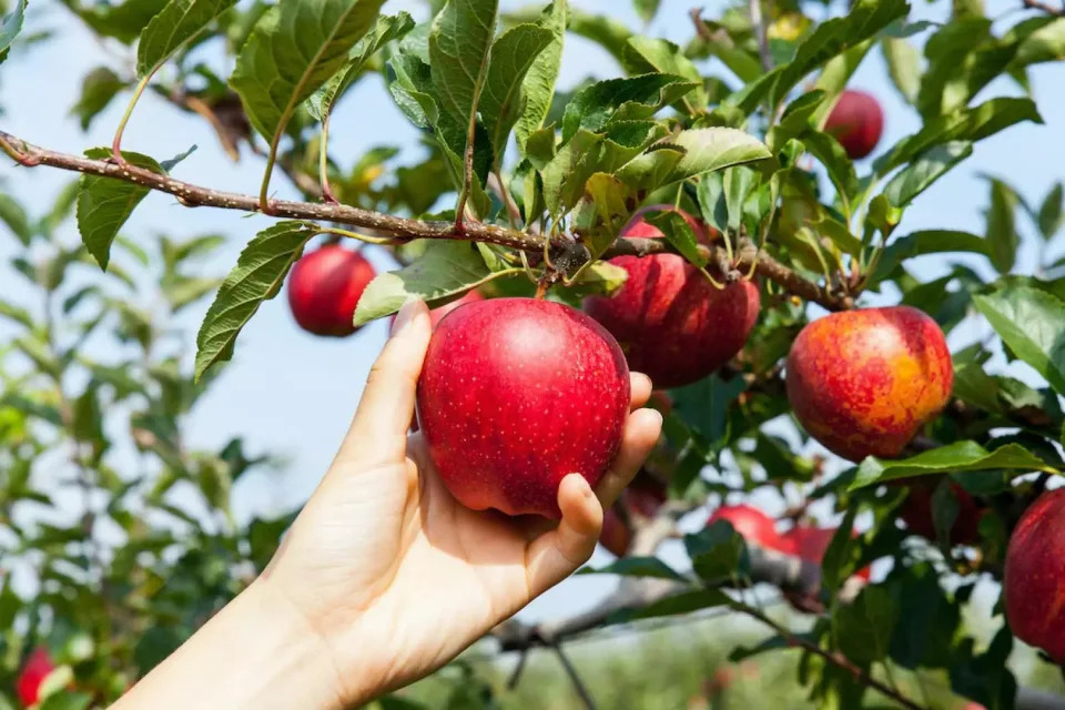 日本紅葉｜北海道定山溪賞楓買一送一優惠！每位$266起去余市NITORI摘水果 / 葡萄酒莊品酒＋小樽運河賞黃昏