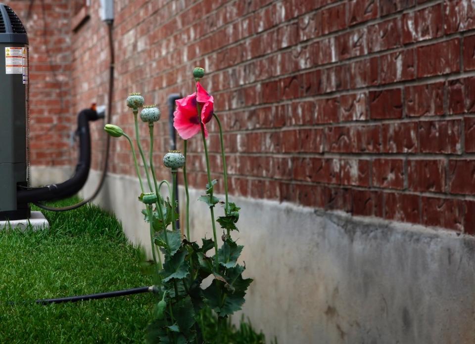 <body><p>Few homeowners think twice about the foundation. But as even minor imperfections here can lead to major problems down the line or even in the near term, it's wise to inspect your home's foundation twice a year. Look for any cracks that could allow moisture or pests indoors, and seal any you find with versatile <a rel="nofollow noopener" href=" http://www.ctscement.com/mortar-mix/" target="_blank" data-ylk="slk:Rapid Set Mortar Mix;elm:context_link;itc:0;sec:content-canvas" class="link ">Rapid Set Mortar Mix</a>. Why? Foundation gaps don't heal themselves; they worsen with each passing winter. If you neglect the foundation for long enough, you may even find yourself facing the sort of complex structural issues that cost a fortune to remedy. In other words, it pays to be proactive, and with Rapid Set Mortar Mix, foundation fixes no longer have to be time-consuming or labor-intensive.</p></body>