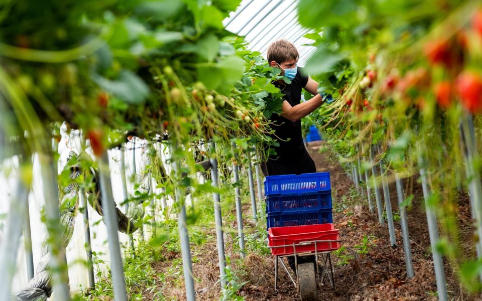 Radu Geani from Romania picking strawberries in ploy-tunnels at Middleton Fruit Farm, Fettercairn - Stuart Nicol/Stuart Nicol Photography