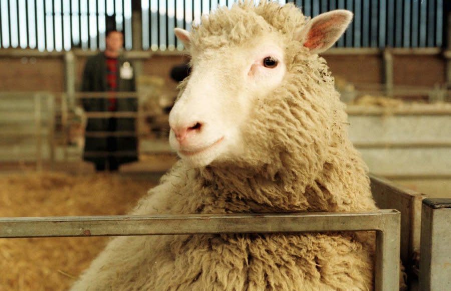 FILE This Tuesday, Feb. 25, 1997 file photo shows seven-month-old Dolly, the genetically cloned sheep, looking towards the camera at the Roslin Institute in Edinburgh. (AP Photo/Paul Clements, File) UK OUT