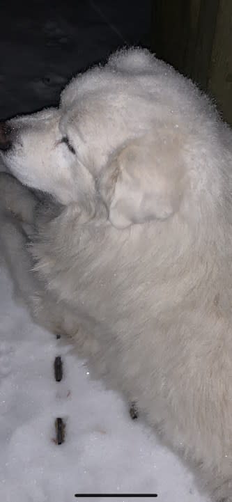 Thor is loving the snowfall in Lewis County (Courtesy: Connie Perkinson)