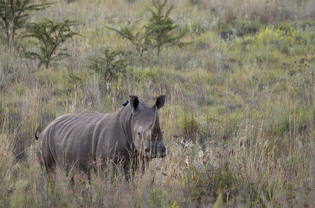 A White Rhino walks through scrub in the dusk light in Pilanesberg National Park in South Africa's North West Province, in this file picture taken April 19, 2012. REUTERS/Mike Hutchings/Files