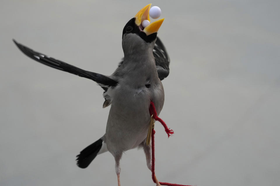 A wutong bird catches beads in its beak, training for a Beijing tradition that dates back to the Qing Dynasty, outside a stadium in Beijing, Tuesday, March 26, 2024. The ancient practice involves training birds to catch beads in mid-air shot out of a tube. Today, only about 50-60 people in Beijing are believed to still practice it. (AP Photo/Ng Han Guan)
