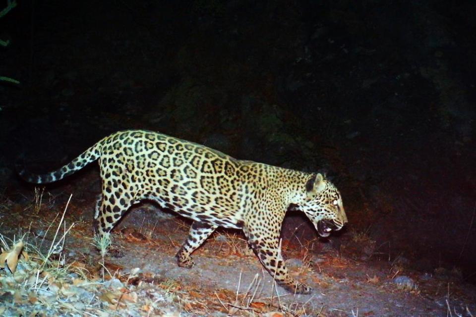 A Mexican jaguar dubbed ‘the Boss’ is seen in Tucson, Arizona, in a photo provided by the US Fish and Wildlife Service in 2017.