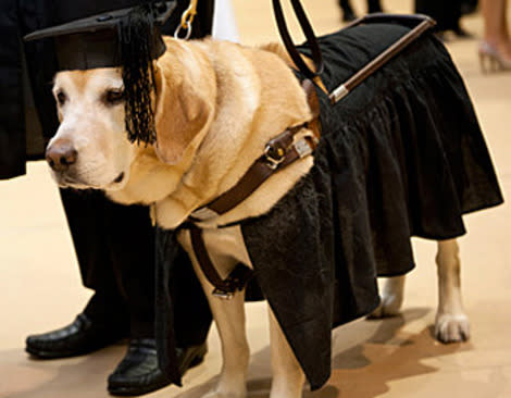 Kirsch, a golden retriever and college graduate