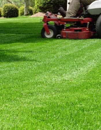 Lawn Doctor vs. TruGreen How We Compared