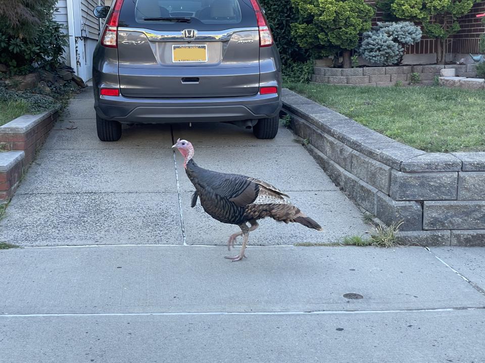 A shot of a turkey taken with an iPhone. Google's Magic Erase feature even works with photos taken using other devices. (Image: Howley)