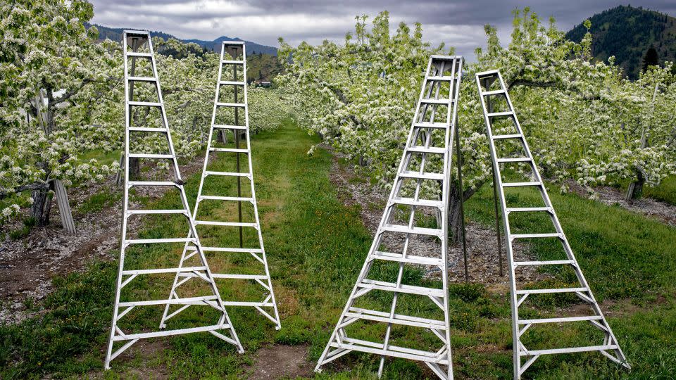 An apple orchard near Leavenworth, Washington state. - T.O.K./Alamy Stock Photo