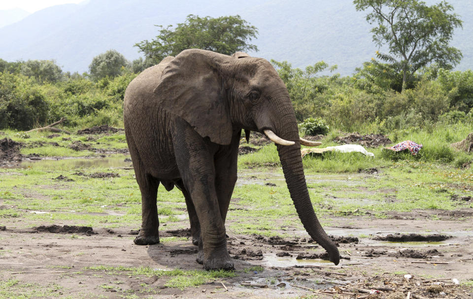 elephant congo rainforest