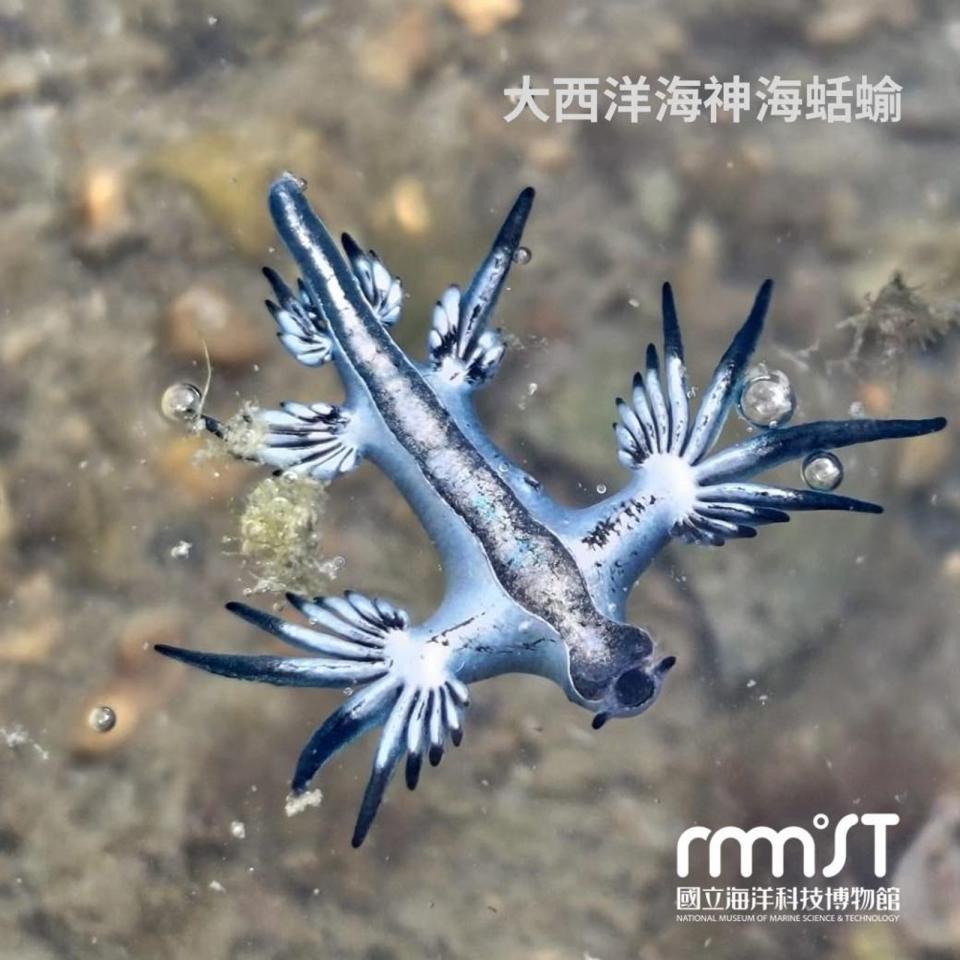 志工21日在基隆八斗子潮間帶發現大西洋海神海蛞蝓的蹤影。（翻攝自國立海洋科技博物館臉書）