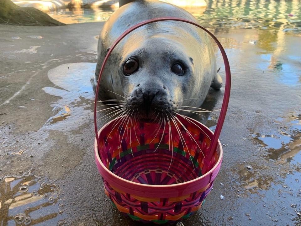 Yellow, the Atlantic harbor seal, has died, Buttonwood Park Zoo officials announced on Thursday. She was almost 40 years old and one of the zoo's longest standing residents.
