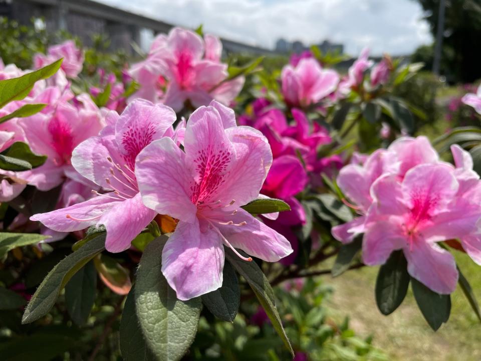 色彩鮮艷的杜鵑花層層堆疊交錯。   圖：新北市高灘處提供