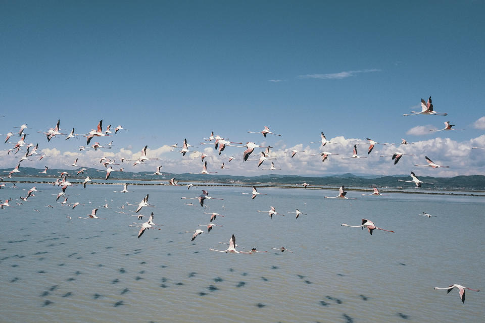 En esta imagen del sábado 2 de mayo de 2020, flamencos volando en la laguna de Narta, unos 140 kilómetros (90 millas) al suroeste de la capital albana, Tirana. (AP Foto/Hektor Pustina)