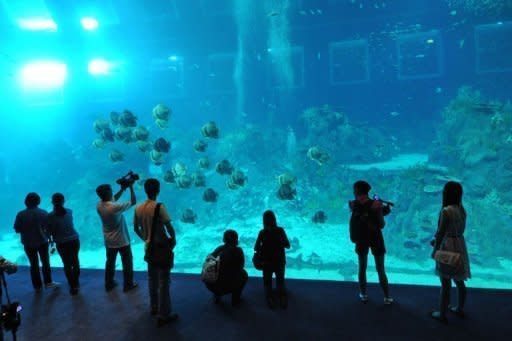 Visitors look at the open ocean habitat through the world's largest viewing panel at 36 metres wide by 8.3 metres high at the South East Asia aquarium, the world's largest oceanarium at Resorts World Sentosa Marine Life Park during a media preview in Singapore on November 20, 2012