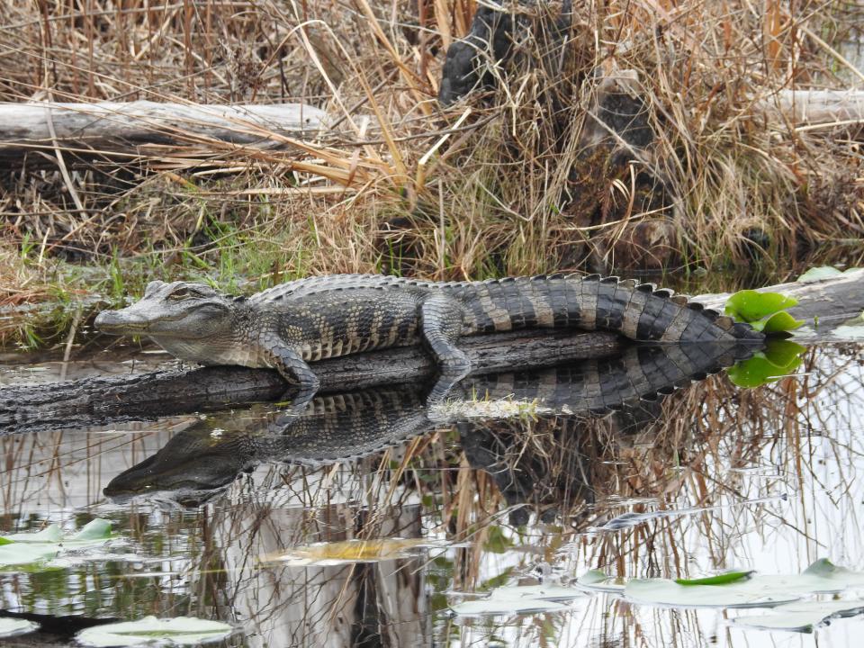 Tips to keep you and your pets safe as gator mating season approaches