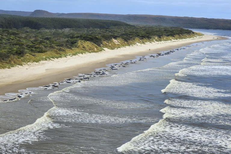 Más de 200 ballenas quedaron varados en la costa australiana.