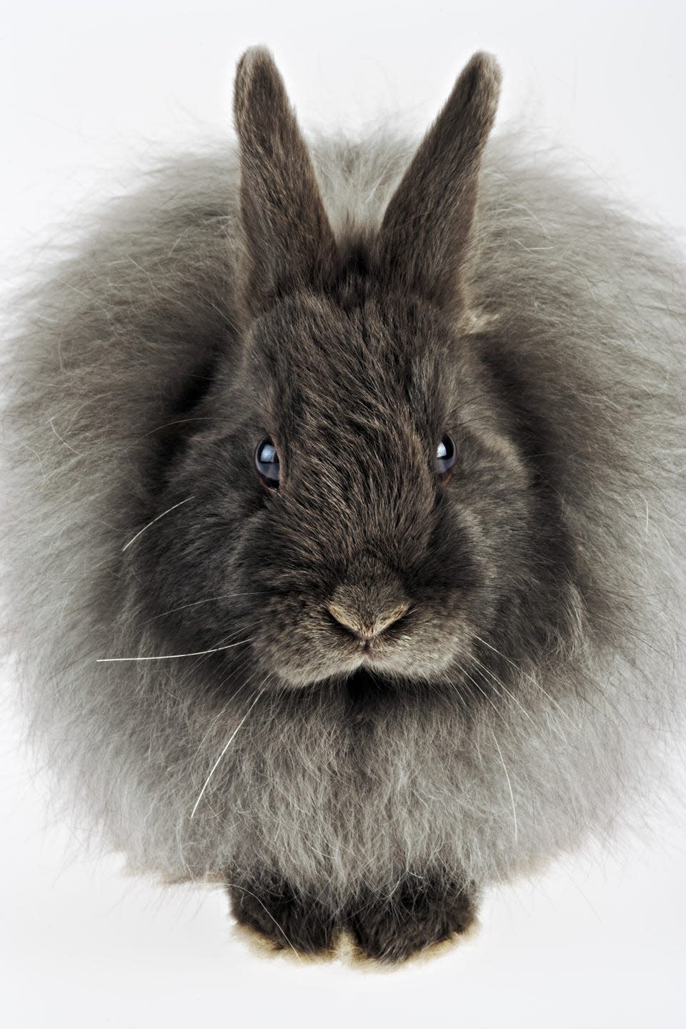 gray and brown longhaired french angora rabbit with big ruff around neck facing camera