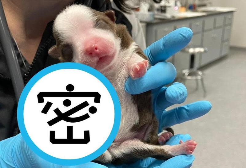 美國獸醫院接生一隻有6條腿的狗狗。（翻攝自Neel Veterinary Hospital）