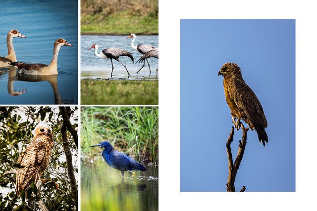 <p>Crookes&Jackson</p> Clockwise from top left: Egyptian geese are territorial waterbirds known to fight their own species; wattled cranes are the largest of the African cranes, and the most critically endangered; the medium-sized snake eagle preys on venomous snakes; slaty egrets seek out sheltered, marshy areas where they dredge for fish with their feet; the Pel's fishing owl is a striking species that is able to catch fish weighing up to 4-1/2 lbs.