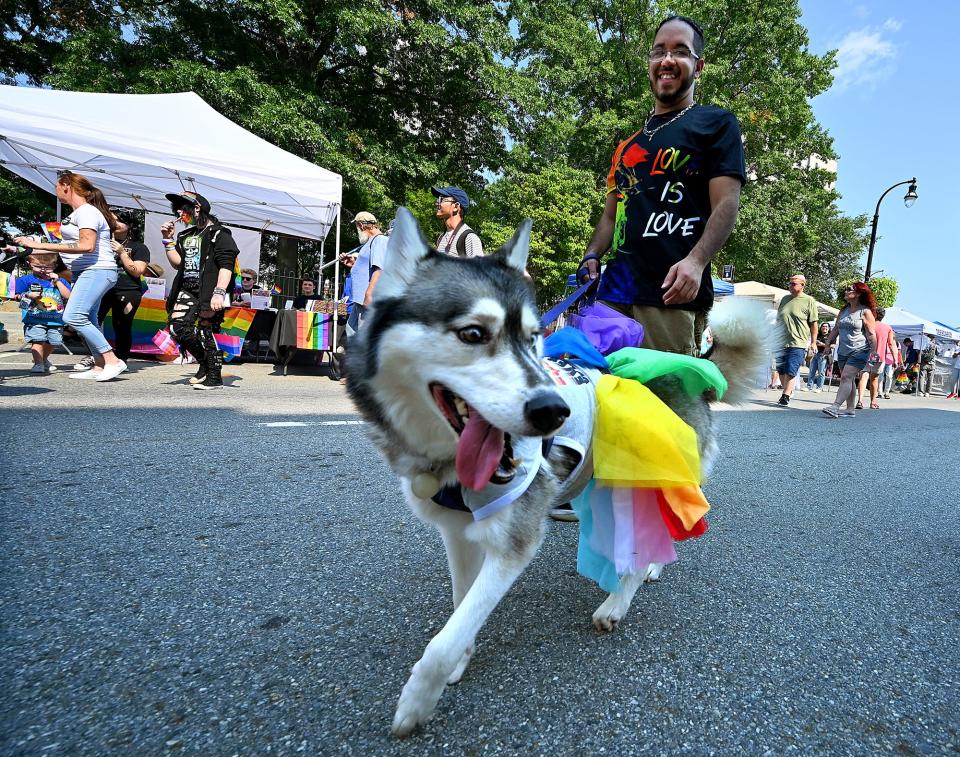Worcester resident Jonathan Rodriquez' Husky, Venus, sports Pride colors as they walk Saturday along Franklin Street during the annual Worcester Pride Festival.