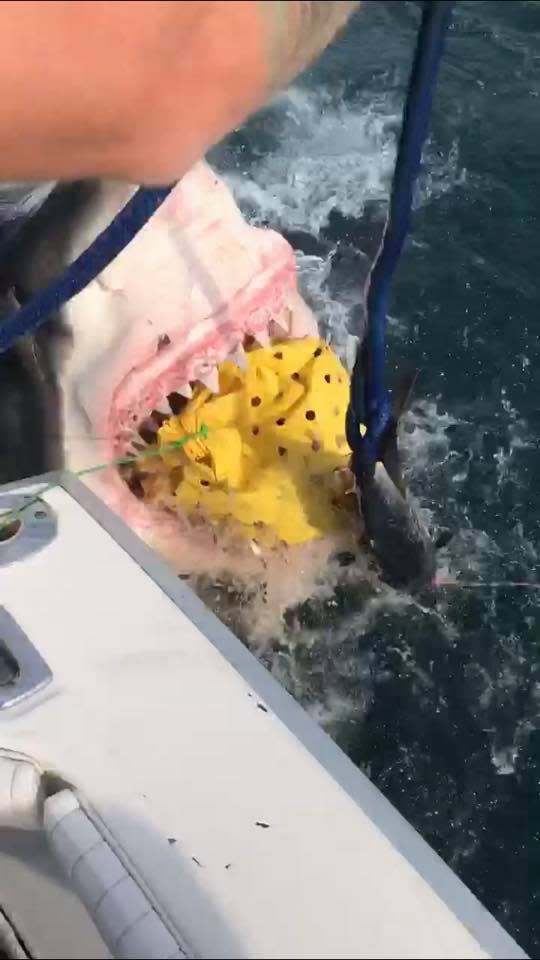 A great white shark eats a bag of ground up fish bait, called a chum bag. The shark encounter happened on Jeff Crilly's boat Big Nutz Required II on June 18 when the boat was 30 miles southeast of Manasquan Inlet.