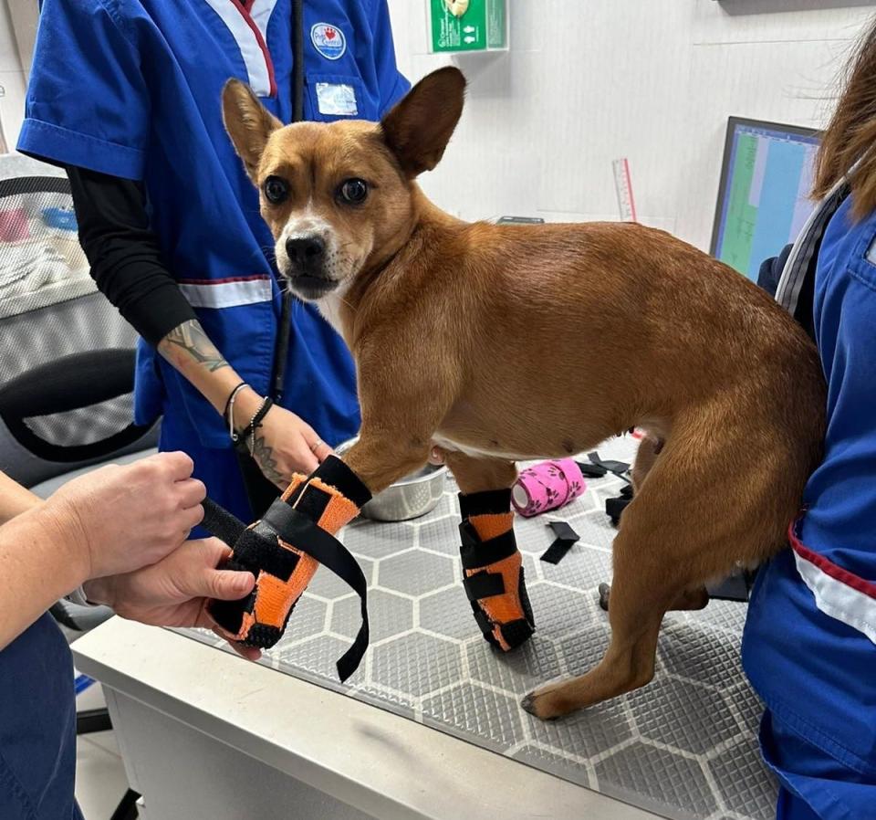 Chloe, a chihuahua mix from Hong Kong trying on the new booties that will help her walk comfortably again.