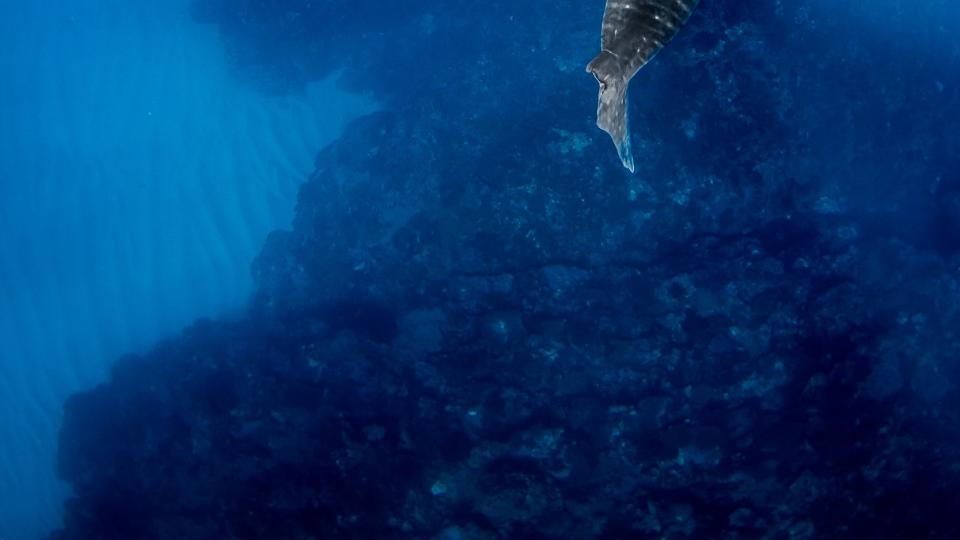 swimming with whale shark in ningaloo reef western australia with outfitter liveningaloo