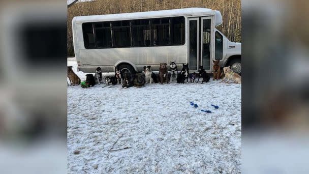 PHOTO: Mo Mountain Mutts, a dog walking business in Skagway, Alaska, transports dogs by bus. (@mo_mountain_mutts/Instagram)
