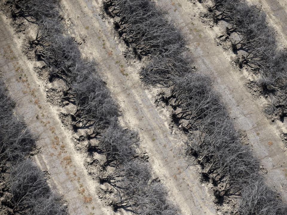 four lines of grey dead trees close up in a dry field