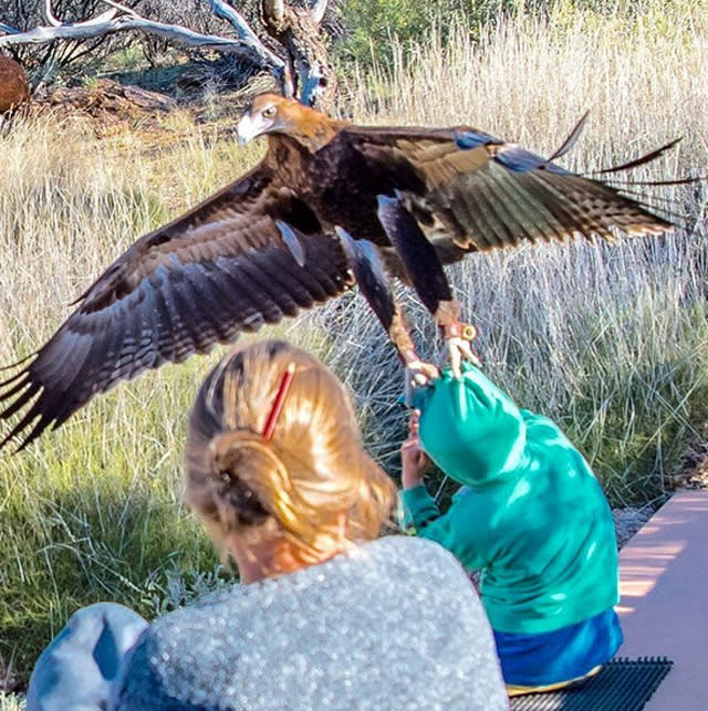 eagle attacks boy in Alice Springs