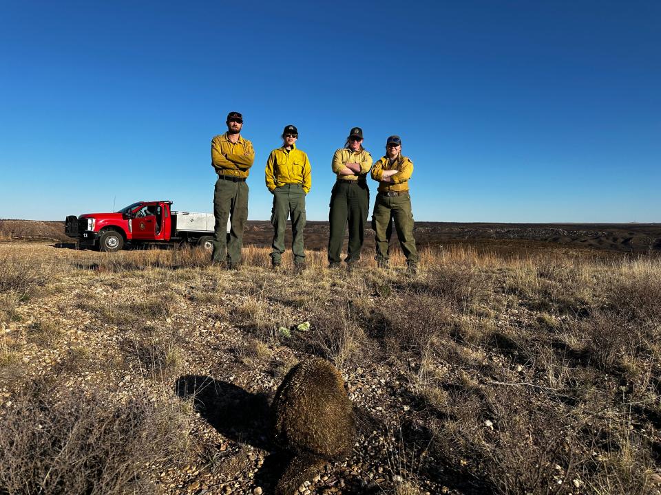 Members from the Wild West Wildlife Rehab Center are seen on site where Cinder, the wounded Porcupine, was found after the recent wildfires ravaged the area.