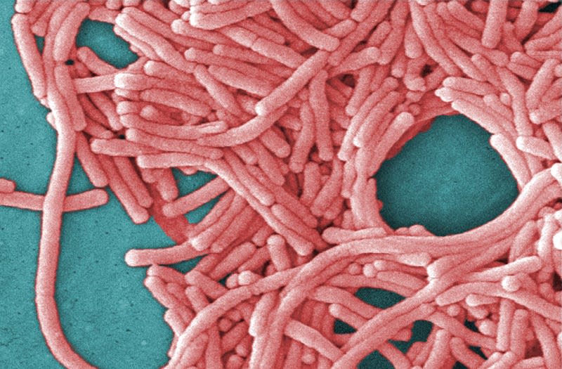 An undated image of Legionella pneumophila bacteria. - Image: Centers for Disease Control (AP)