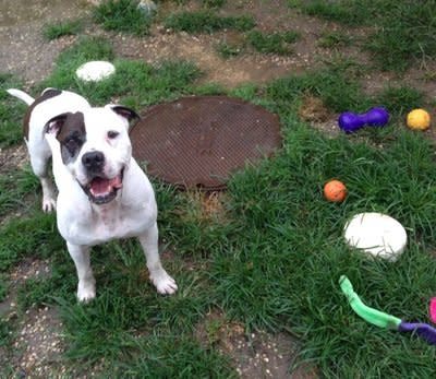 Meet Rebel, the most handsome dog around! Rebel is about 3 years old and is a laid back and calm kind of guy -- until it's time for frisbee or swimming!  When it's time to play, Rebel loves to show his athletic side.    Rebs loves hikes with the Lilo's Promise volunteers, followed by snuggles and hugs from his friends.   Rebel is good with other dogs and happily meets new people at events. With his sly smile and fun-loving personality, we think Rebel would make any heart throb.    For more information about Rebel, please contact Lilo's Promise Animal Rescue at lilospromise@live.com.