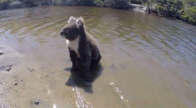 Have you ever seen a koala swim? Well, now you have! Source: Jas and Joes Long Road Home / Facebook