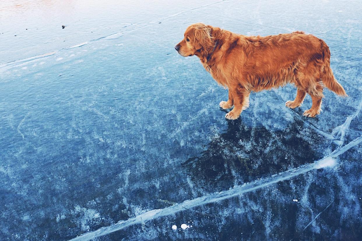 Golden retriever dog stands on frozen water
