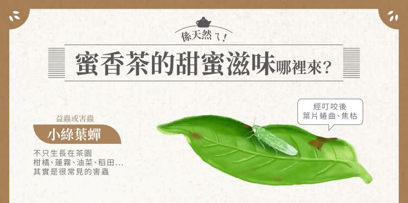 ▲蜜香茶能製成的背後功臣是小綠葉蟬。​​​​​​​（圖／Facebook：鮮享農YA - 農糧署）