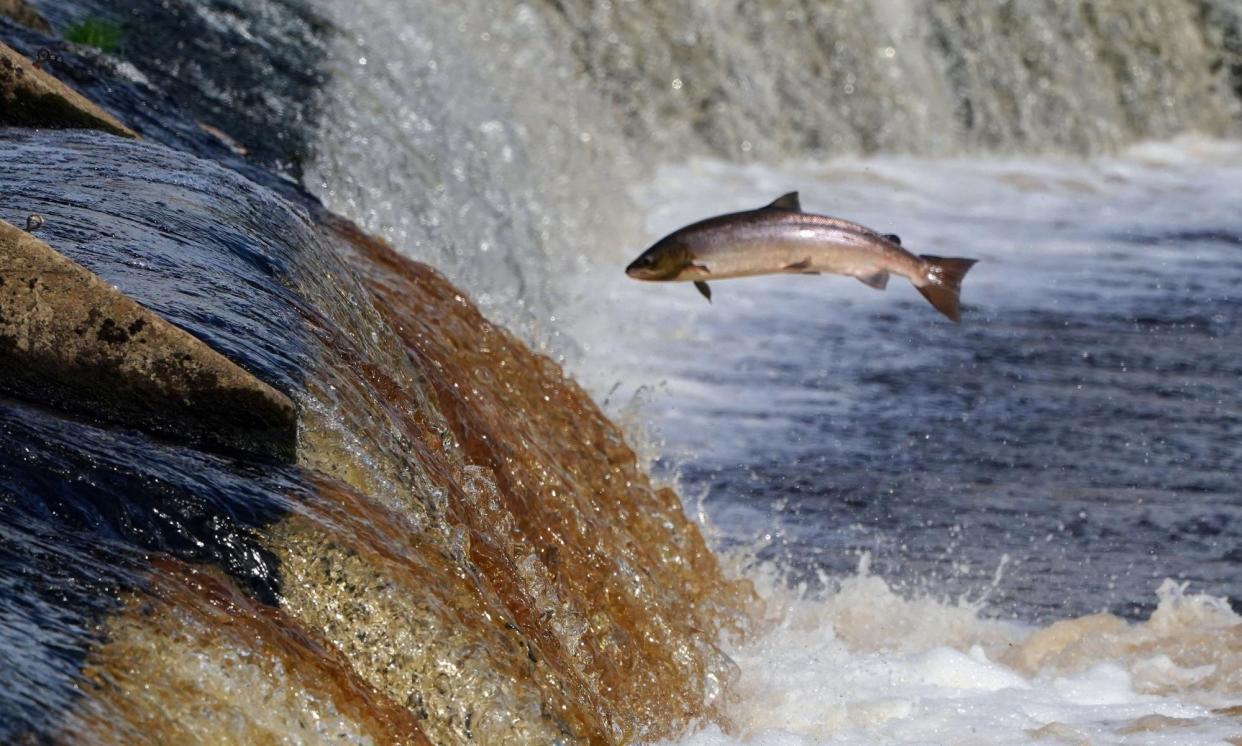<span>A salmon swimming upstream to spawn on the River Tyne in Northumberland. There are 1.2m barriers such as weirs and dams blocking fish migration in Europe. </span><span>Photograph: O Humphreys/PA</span>