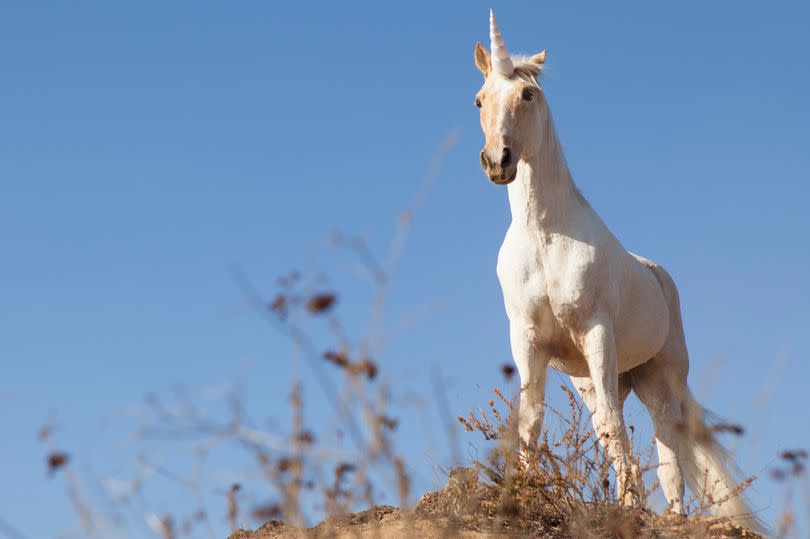 Many people know the unicorn is Scotland's national animal - but there are many other fun facts about our country