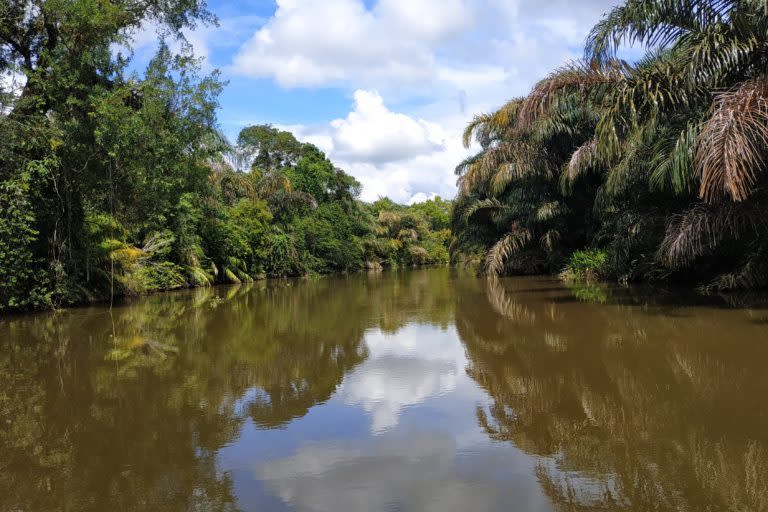 Al lado del humedal Térraba Sierpe se asoman algunas plantas de palma aceitera. Foto: El humedal Térraba Sierpe es un ecosistema costero. Foto: Cortesía de Alonso Badilla, Sistema Nacional de Áreas de Conservación de Costa Rica.