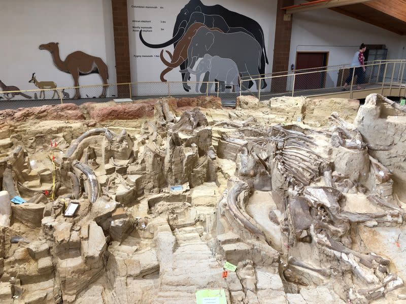 Fossilized bones of mammoths are displayed at the Mammoth Site in Hot Springs