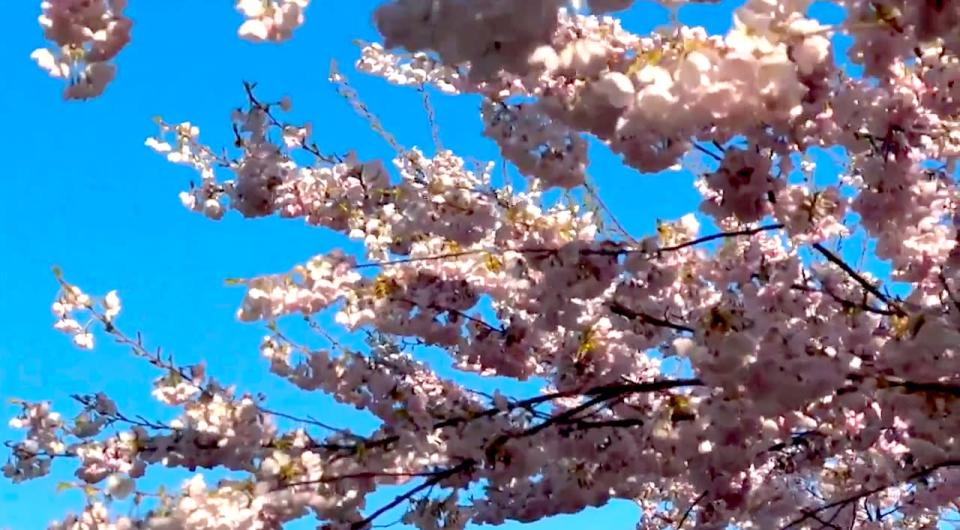 Cherry blossoms/TWN
