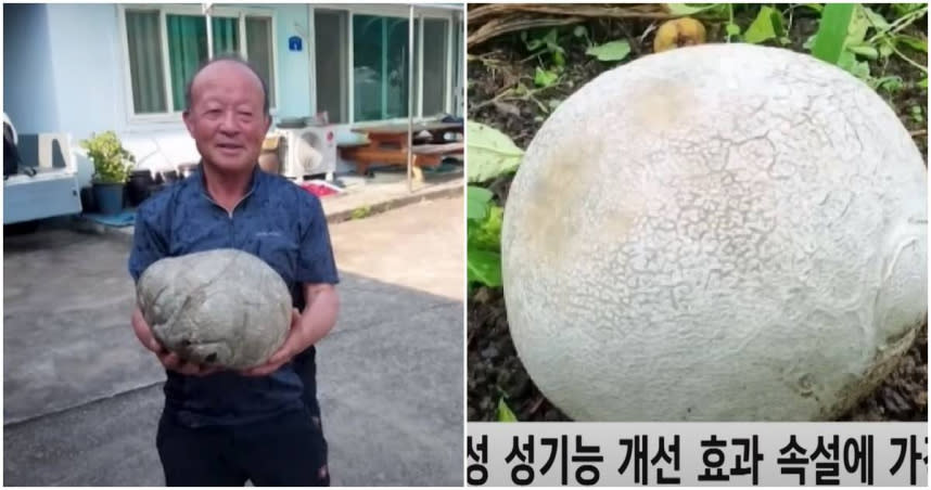 男子挖到稀有蘑菇，價值120萬。（圖／翻YT頻道SBS新聞）